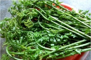 Nom rau don va canh la dang