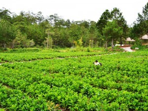 Thung lung hoa cam tu cau