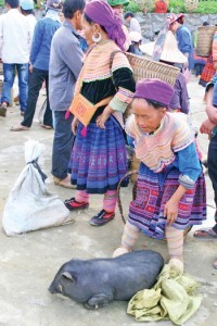 Dac san lon Bac Ha