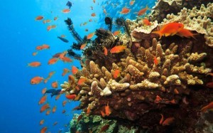 Rang san ho Great Barrier Reef