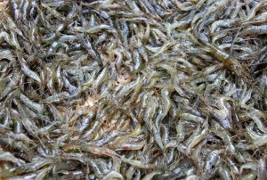 Tom vua danh bat duoi dam