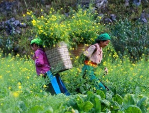 Ha Giang hap dan khach du lich