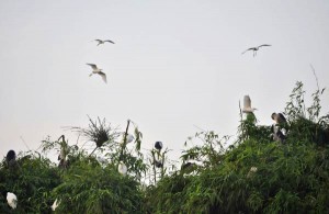 canh co chi lang nam
