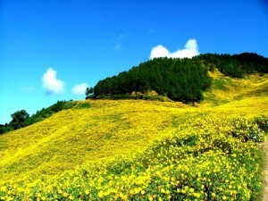 Mua hoa da quy o Da Lat