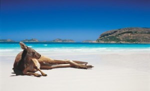 Bo bien xanh trong o Australia
