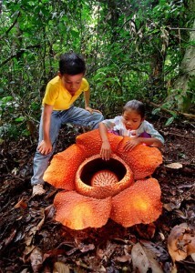 Chiem nguong bong hoa to nhat the gioi