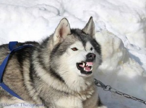 Cho Husky Siberi