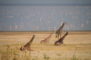 Du lich ho Manyara