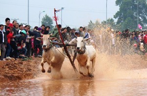 Le hoi dua bo Bay Nui