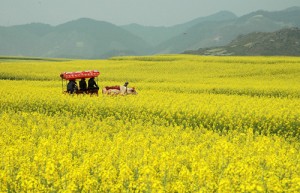 Canh dep cua manh dat La Binh