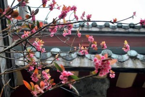 Hoa dao chuong truoc san chua