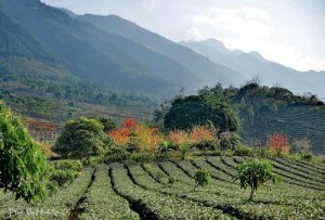 Hoa dao no ro