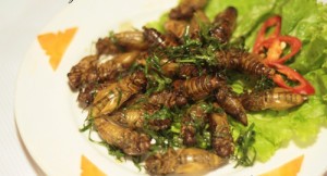 Ve sau la chanh gion tan