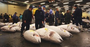 Phien dau gia ca ngu tai cho Tsukiji - Du lịch Nam Phuong