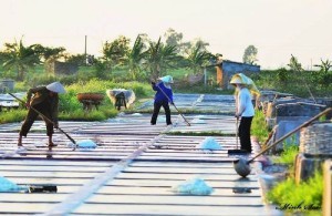 Canh dong muoi trai dai trang tinh