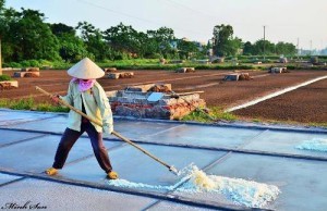 Thu hoach muoi