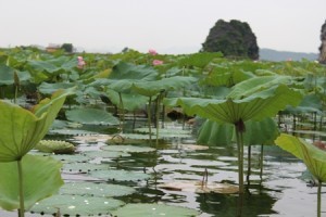 Du ngoan Van Long