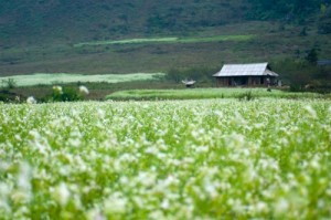 Hoa cai trang o Moc Chau