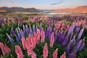 Thang canh tuyet dep o ho Tekapo