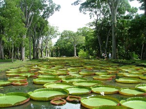 Vuon thuc vat Pamplemousses