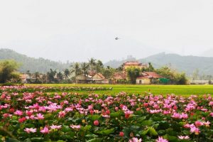 Tham quan đồng Sen