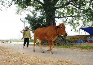 Nong dan thuan phac