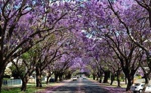 hoa jacaranda