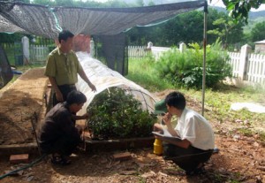 nhan giong cay quy tai vuon quoc gia bai tu long