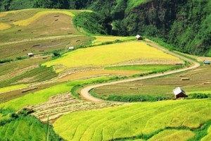 canh dong ruong bac thang xanh tham tham