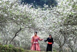 Cao nguyen trang - Bac Ha