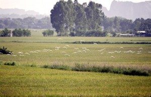 nhung canh co tren dong lua chin