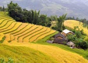 ruong bac thang tuyet dep tai hoang su phi