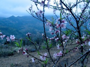 sac dao tai vung rung nui tay bac