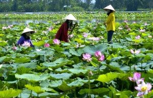 du lich vung dat hoa sen dong thap muoi