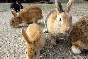 tho hoang nhung than thien o dao okunoshima