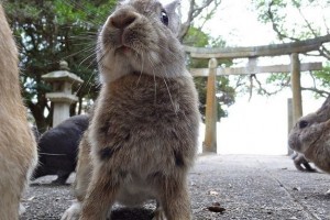 dao okunoshima o nhat ban menh danh la vuong quoc tho