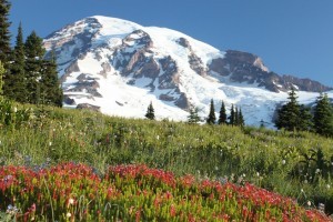 den mt rainier tham quan canh dong hoa dai