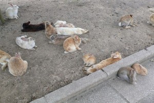 vuong quoc tho o dao okunoshima