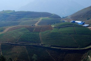 nuong rau cung la mot mon dac san tai sapa