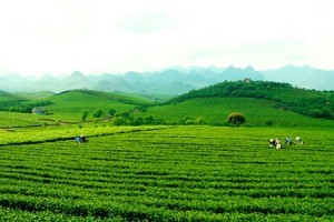 thien duong che moc chau