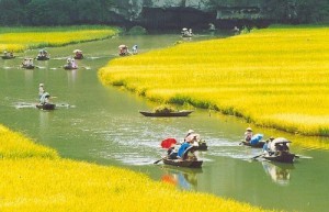 hinh anh bong lua chinh o thang canh tam coc