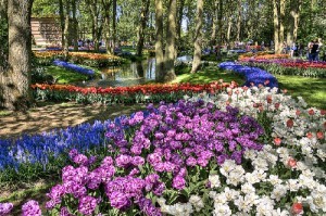 Khu vuon Keukenhof