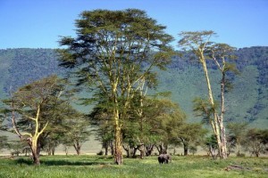 Du lich khu bao ton Ngorongoro