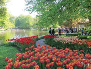 Hoa tulip ruc ro o Amsterdam