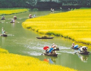 Tham quan canh dong lua Ninh Binh