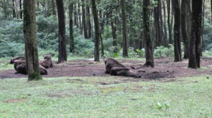 Tham quan vuon Taman Safari