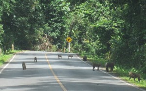 Du lich vuon quoc gia Khao Yai