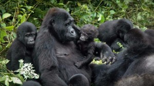 Du lich vuon quoc gia Virunga