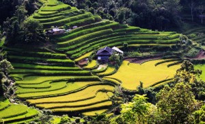 Nhung ngoi nha tren song lua