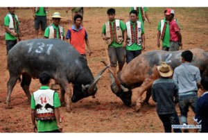 Le hoi choi trau o Trung Quoc